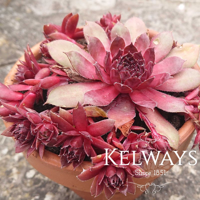 Sempervivum 'Rubin'