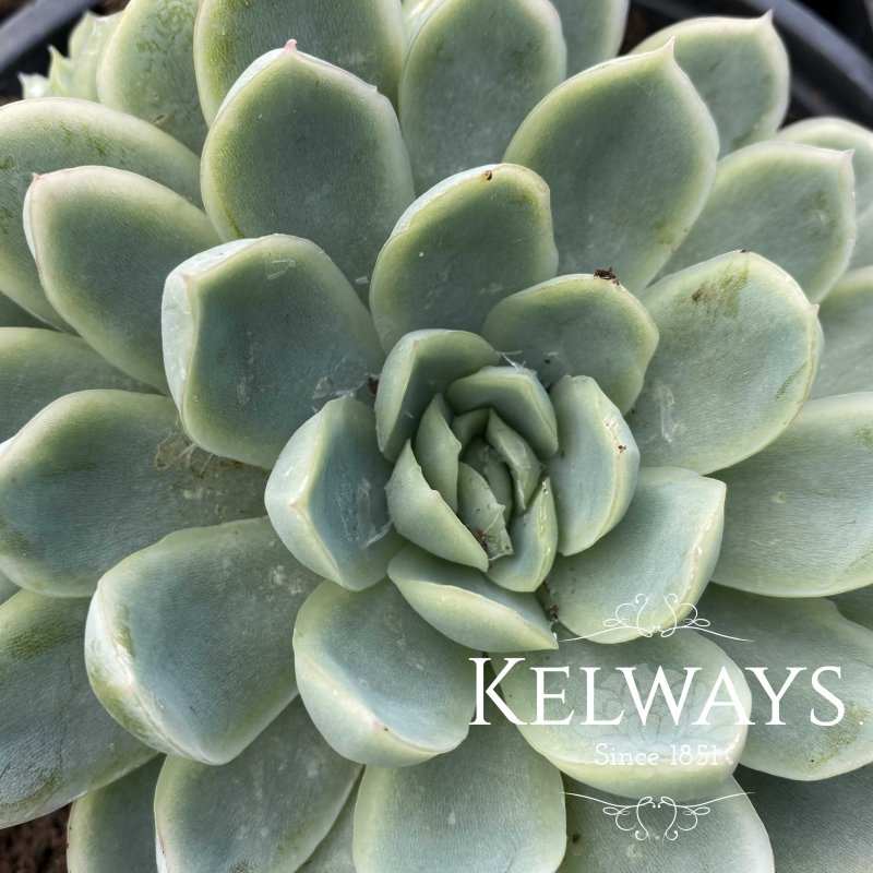 Echeveria elegans