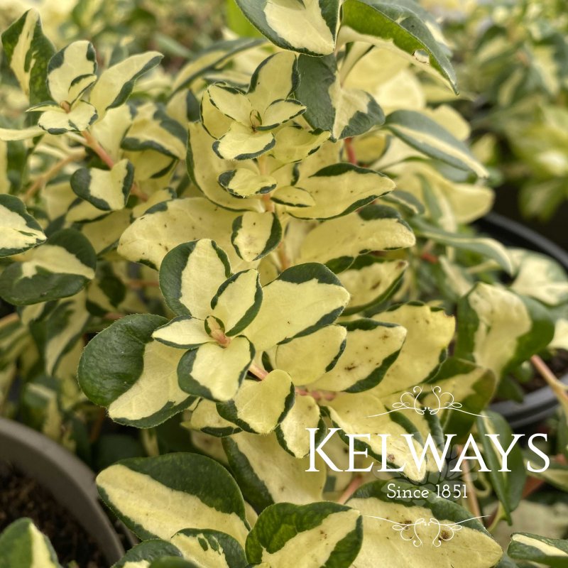 Vinca major 'Wojo's Jem' (v)