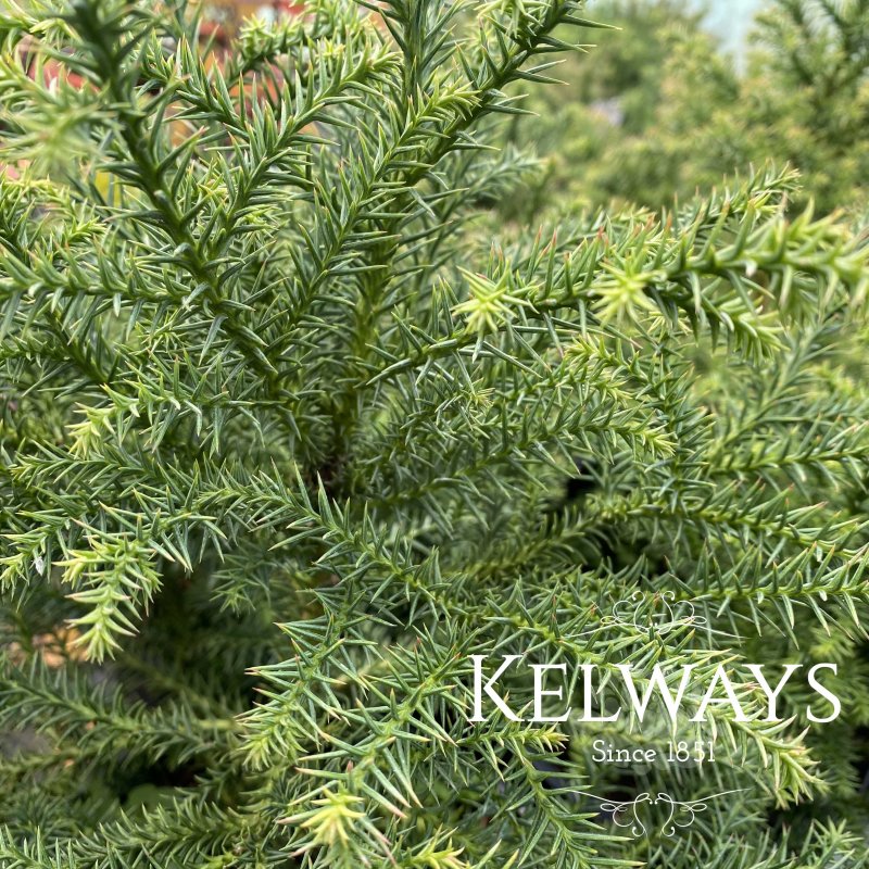 Cryptomeria Golden Promise