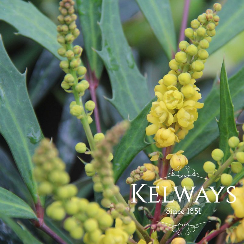 Mahonia Sweet Winter