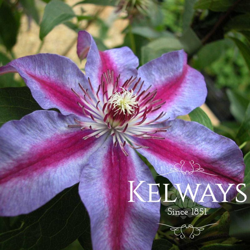 Clematis 'Akaishi' (EL)