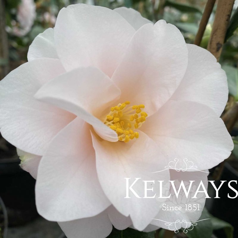 Camellia japonica 'Magnoliiflora'