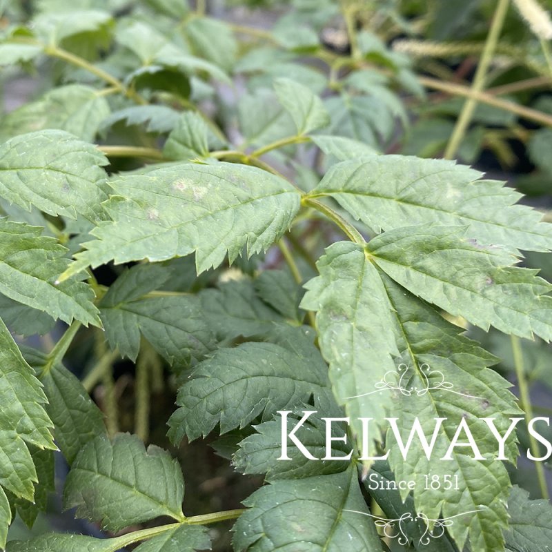 Aruncus 'Horatio'