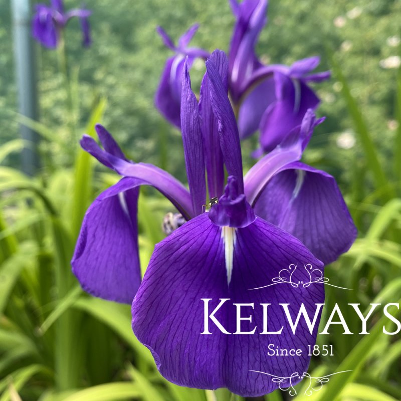 Iris laevigata
