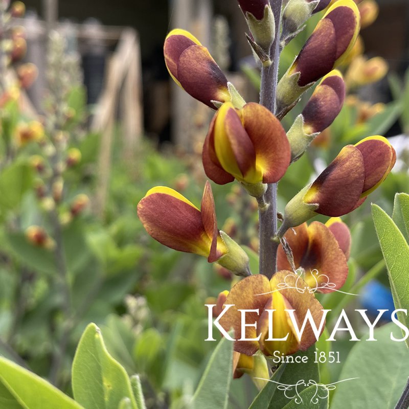 Baptisia 'Cherries Jubilee'