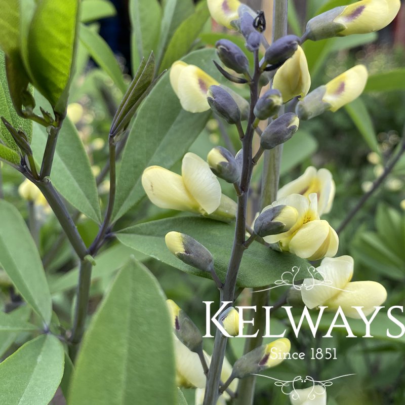 Baptisia 'Vanilla Cream'