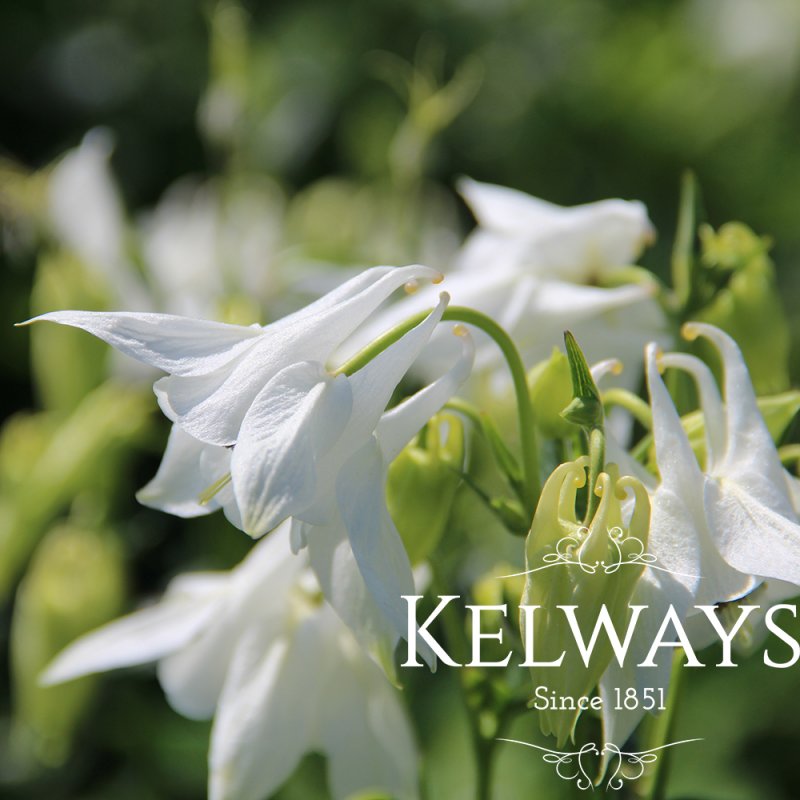 Aquilegia vulgaris var. alba