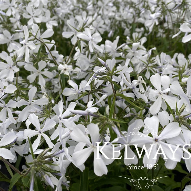 Phlox May Breeze