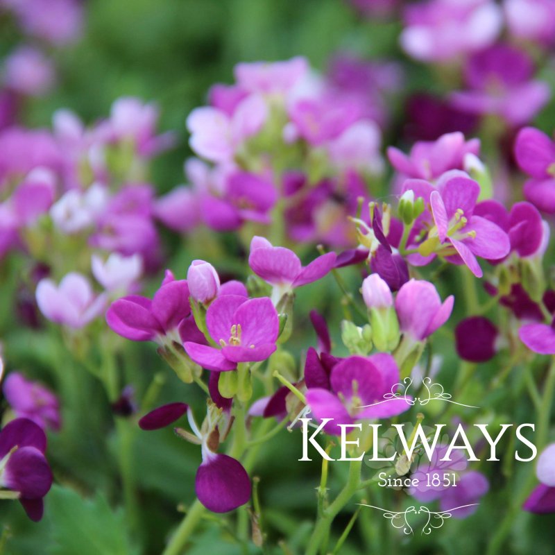 Arabis alpina subsp. caucasica 'Little Treasure Deep Rose'