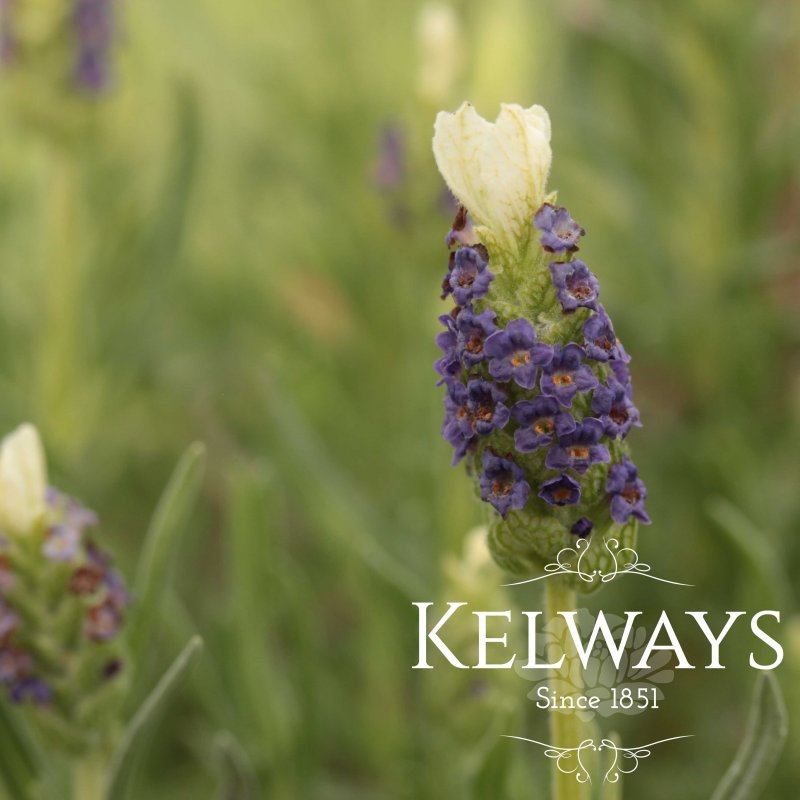 Lavandula 'Bee Happy' (Lavender)