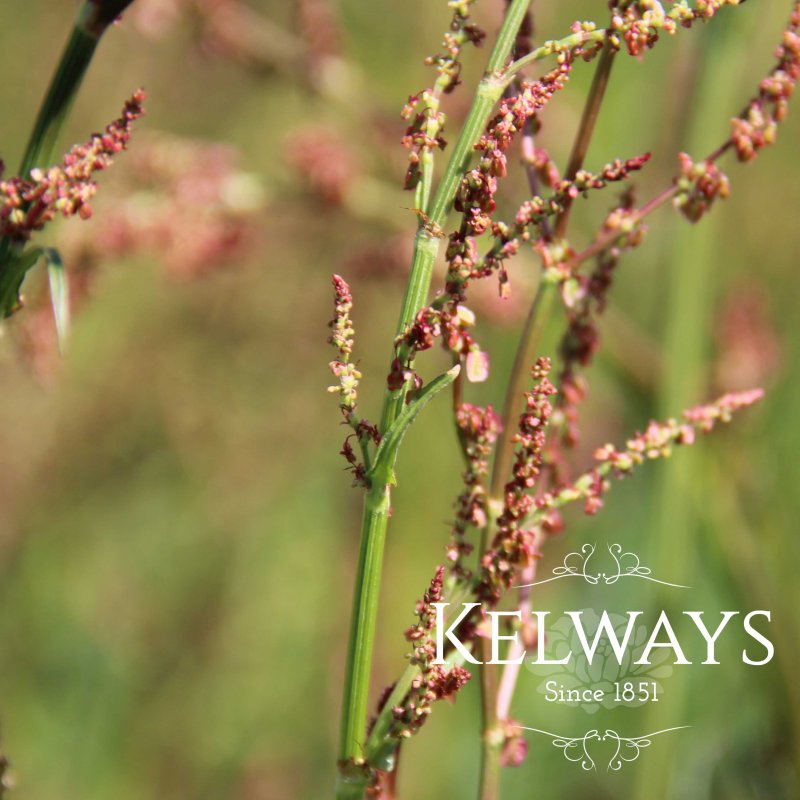 Rumex acetosa (Common Sorrel)