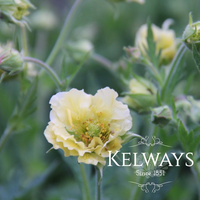 Geum 'Gimlet' (Cocktails Series)