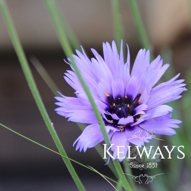 Catananche caerulea