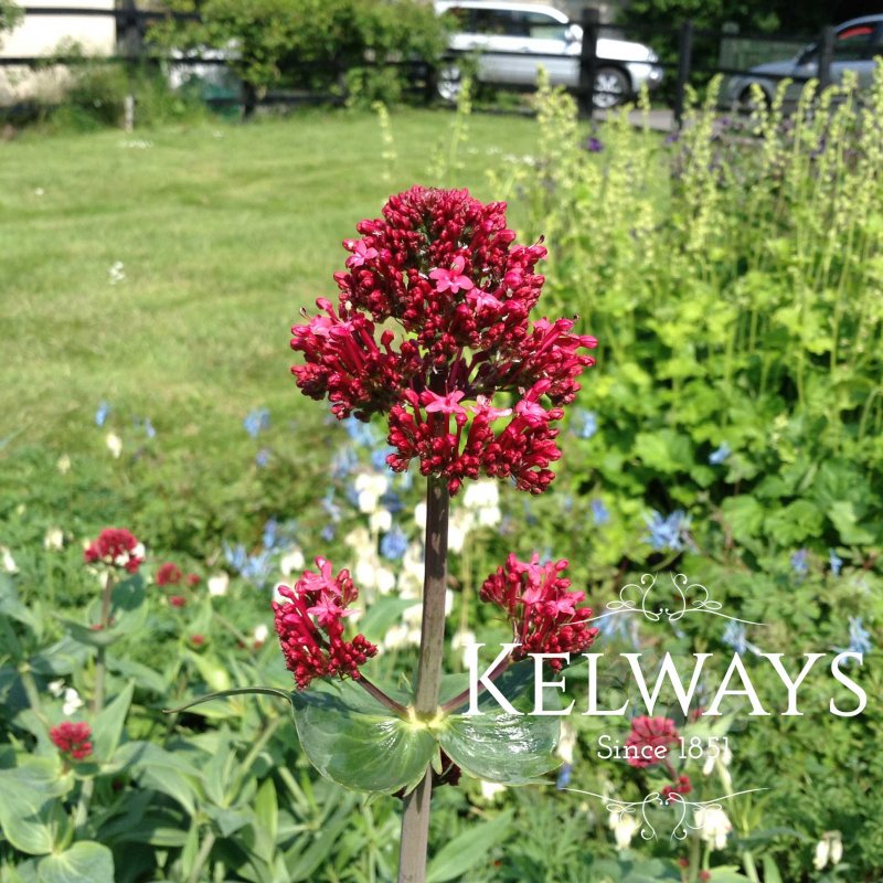 Centranthus ruber coccineus