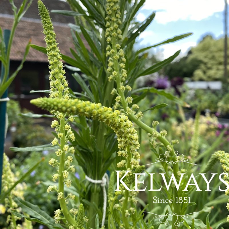 Reseda luteola