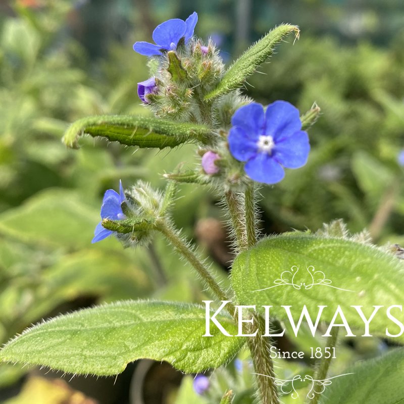 Pentaglottis sempervirens