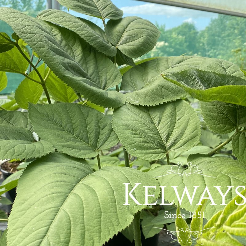 Aralia cordata