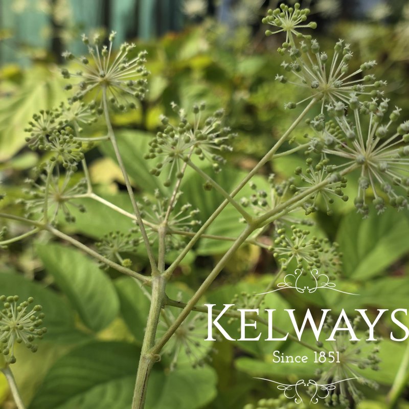 Aralia cordata Thunb.