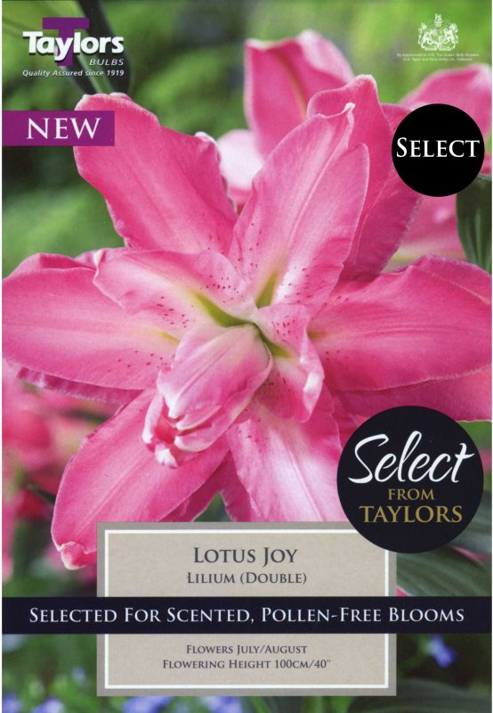 Taylors Bulbs Lilium Lotus Joy (2 bulbs)