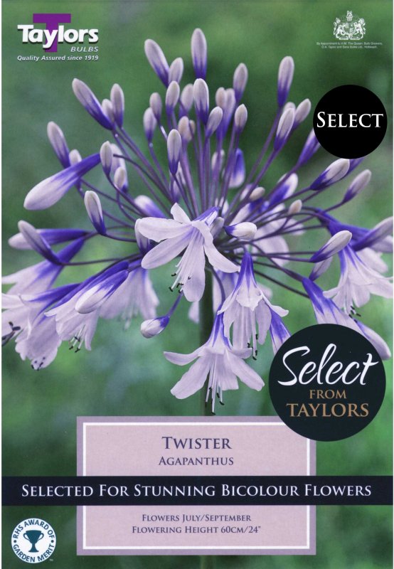 Taylors Bulbs Agapanthus Twister (1 bare root plant)