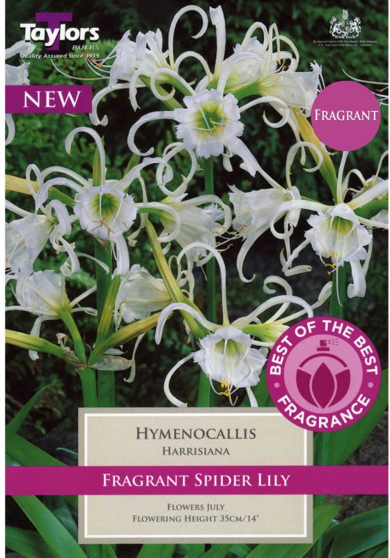 Taylors Bulbs Hymenocallis harrisiana (1 bulb)