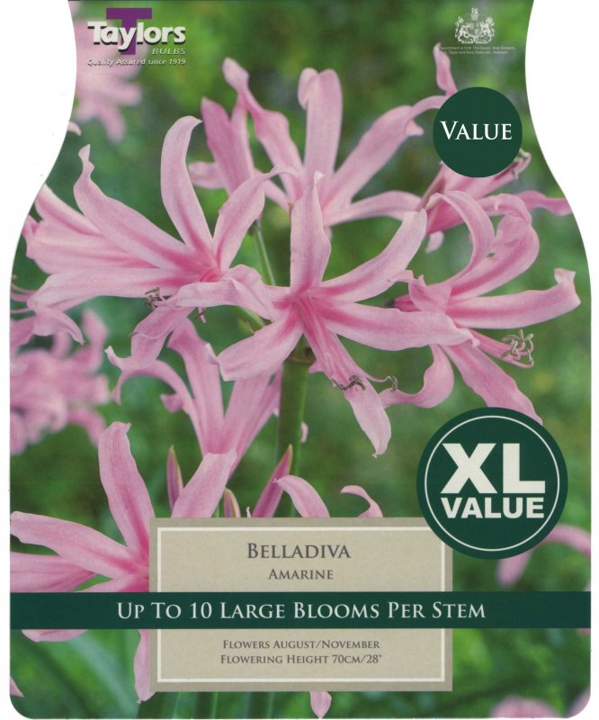 Taylors Bulbs Amarine Belladiva (3 bulbs)