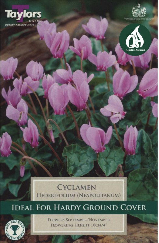 Taylors Bulbs Cyclamen hederifolium (1 giant corm)