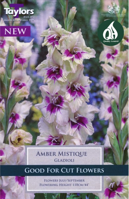 Taylors Bulbs Gladiolus Amber Mistique (8 corms)
