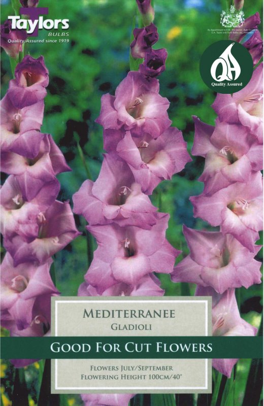 Taylors Bulbs Gladiolus Mediterranee (10 corms)