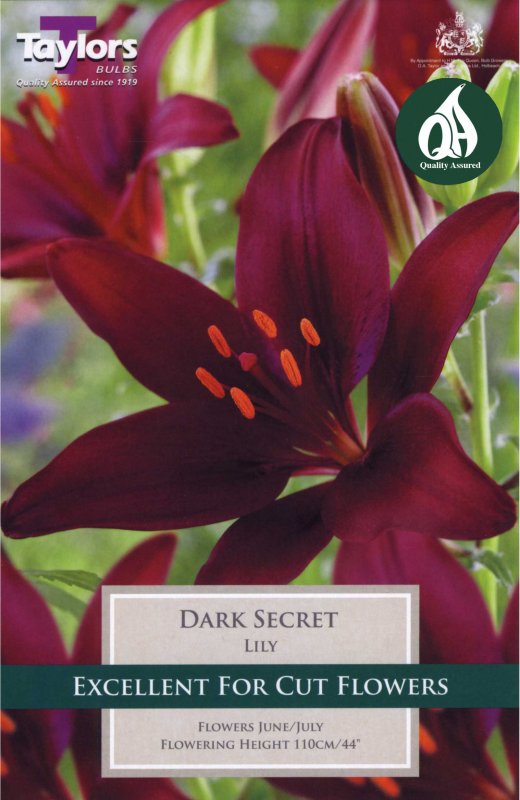 Taylors Bulbs Lilium Dark Secret (3 bulbs)