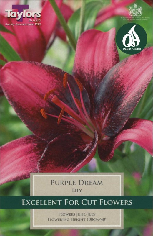 Taylors Bulbs Lilium Purple Dream (2 bulbs)