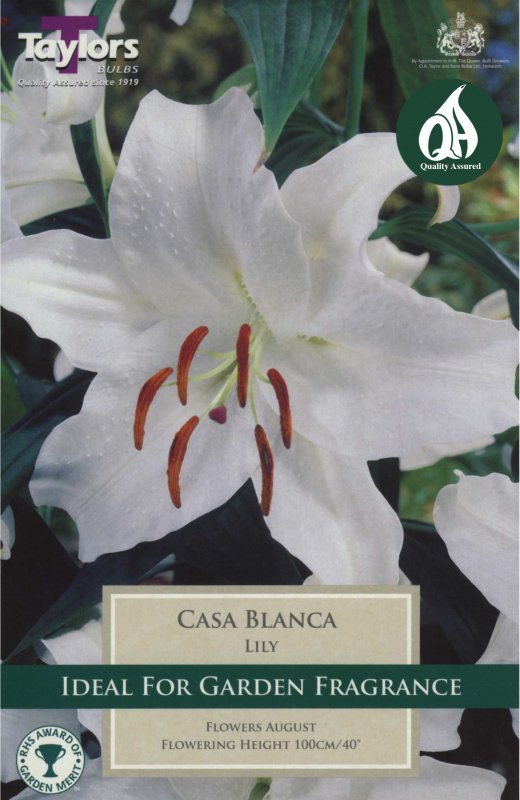 Taylors Bulbs Lilium Casa Blanca (2 bulbs)