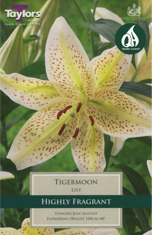 Taylors Bulbs Lilium Tigermoon (2 bulbs)