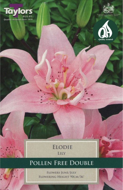 Taylors Bulbs Lilium Elodie (2 bulbs)