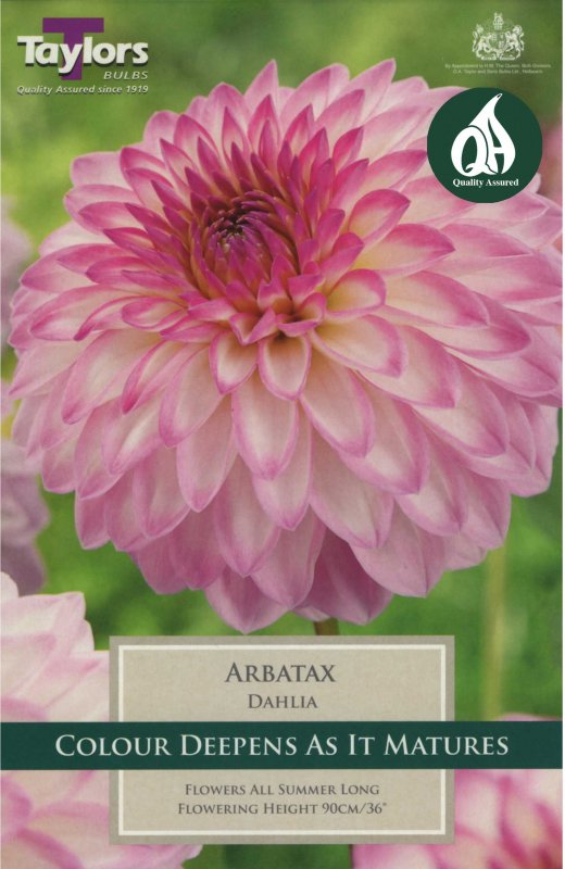 Taylors Bulbs Dahlia Arbatax (1 tuber)