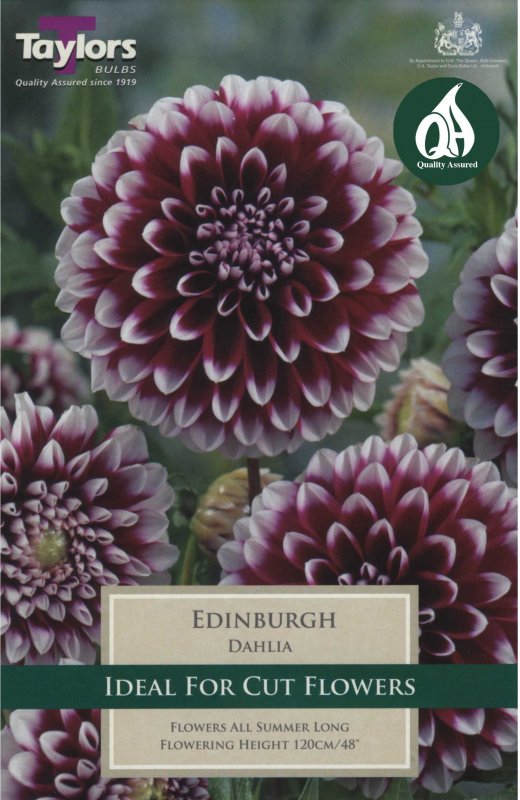 Taylors Bulbs Dahlia Edinburgh (1 tuber)