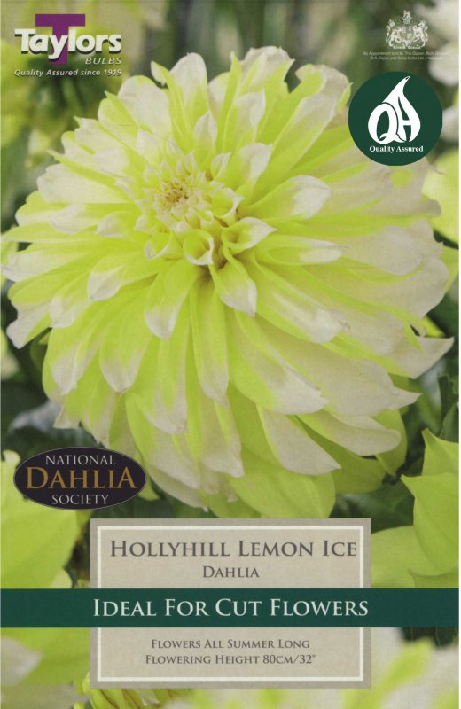 Taylors Bulbs Dahlia Hollyhill Lemon Ice (1 tuber)
