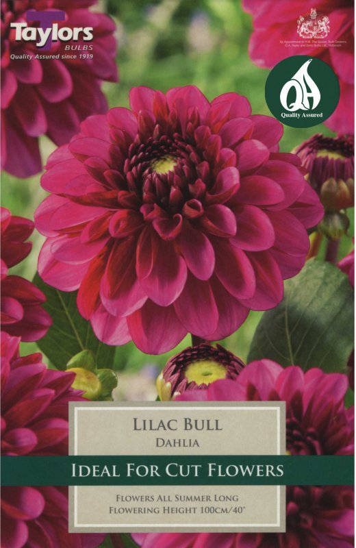 Taylors Bulbs Dahlia Lilac Bull (1 tuber)