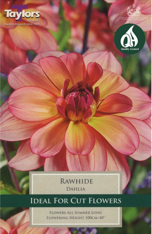 Taylors Bulbs Dahlia Rawhide (1 tuber)