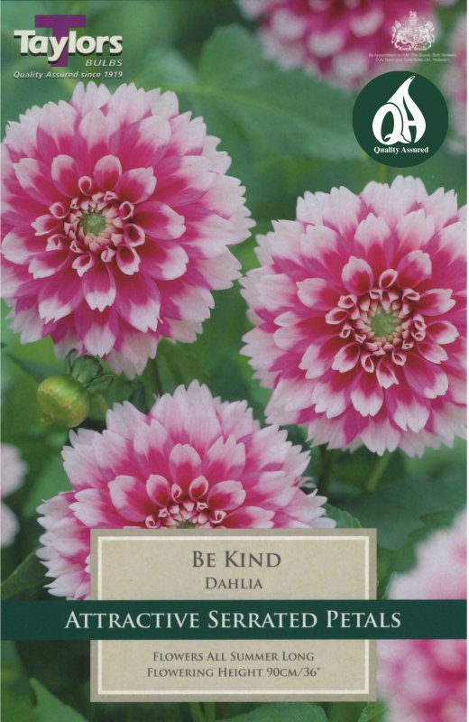 Taylors Bulbs Dahlia Be Kind (1 tuber)