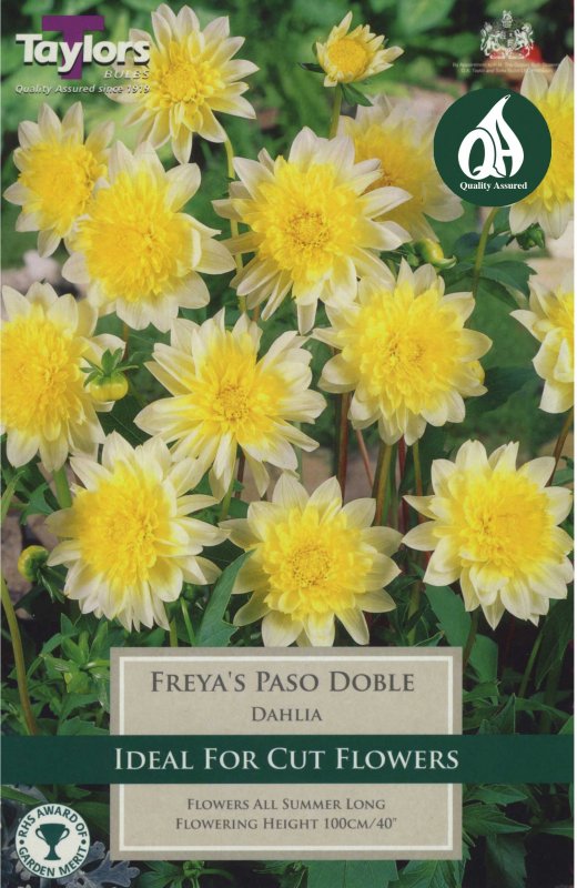 Taylors Bulbs Dahlia Freya's Paso Doble (1 tuber)