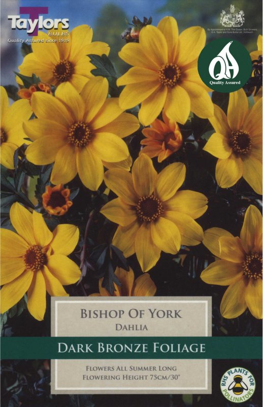 Taylors Bulbs Dahlia Bishop of York (1 tuber)