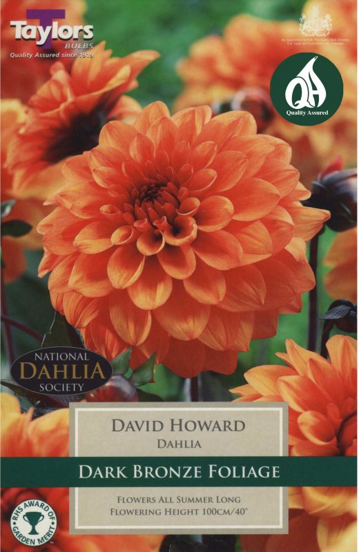 Taylors Bulbs Dahlia David Howard (1 tuber)