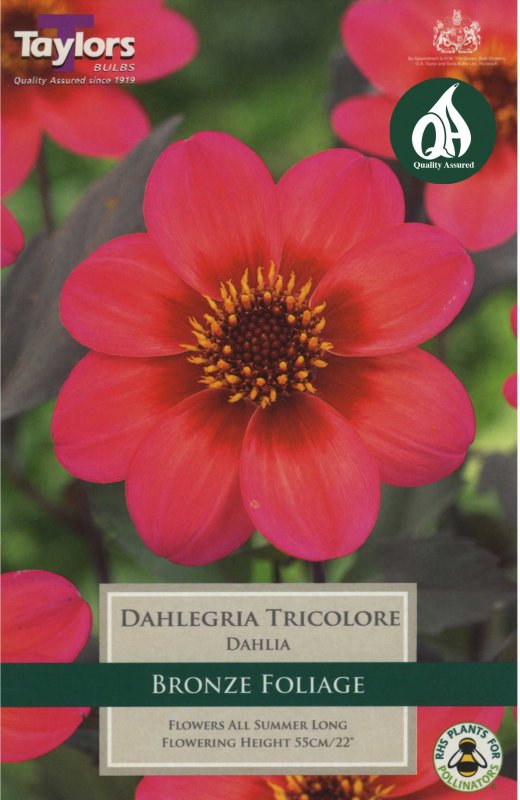 Taylors Bulbs Dahlia Dahlegria Tricolore (1 tuber)