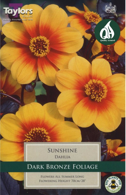 Taylors Bulbs Dahlia Sunshine (1 tuber)