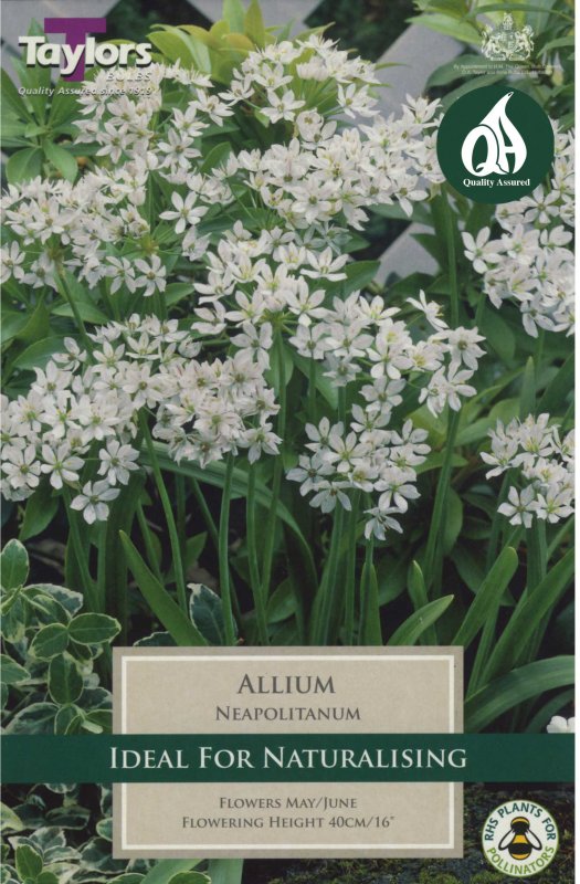 Taylors Bulbs Allium neapolitanum (25 bulbs)