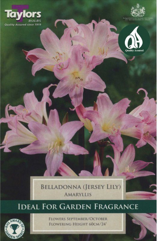 Taylors Bulbs Amaryllis belladonna (1 bulb)