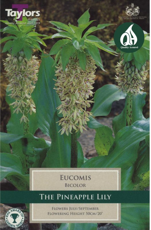 Taylors Bulbs Eucomis bicolor (2 bulbs)