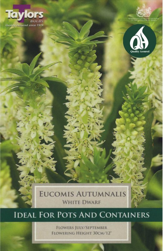 Taylors Bulbs Eucomis White Dwarf (2 bulbs)